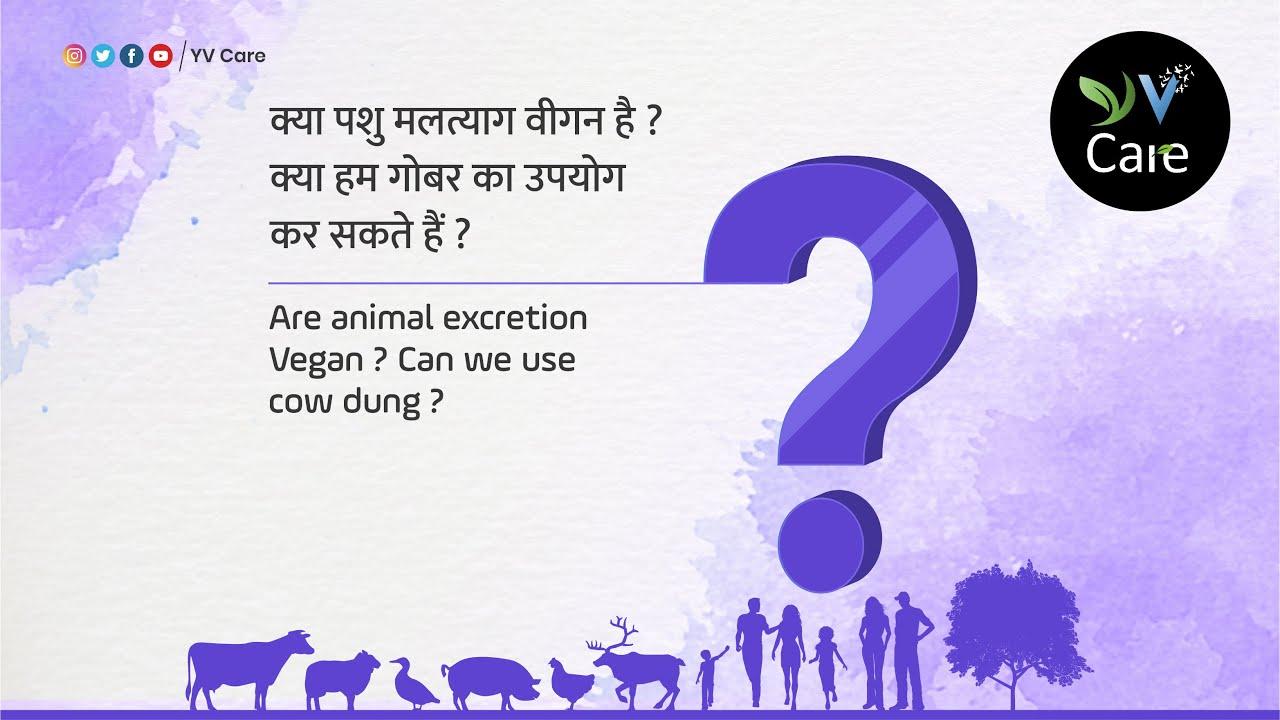 क्या पशु मलत्याग वीगन है ? क्या हम गोबर का उपयोग कर सकते हैं ? | VEGAN FAQ| Vegan Hindi India