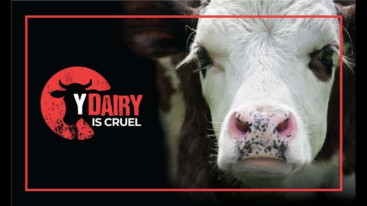 डेयरी क्रूर क्यों  है? | Why Dairy is Cruel ? | YV CARE  | ydairyiscruel| Vegan Hindi India