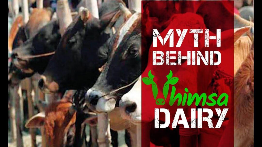 अहिंसा डेयरी | Ahimsa Dairy | ydairyiscruel | YV CARE| Vegan Hindi India